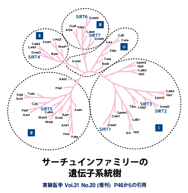 Nmn点滴療法 ソララクリニック 仙台