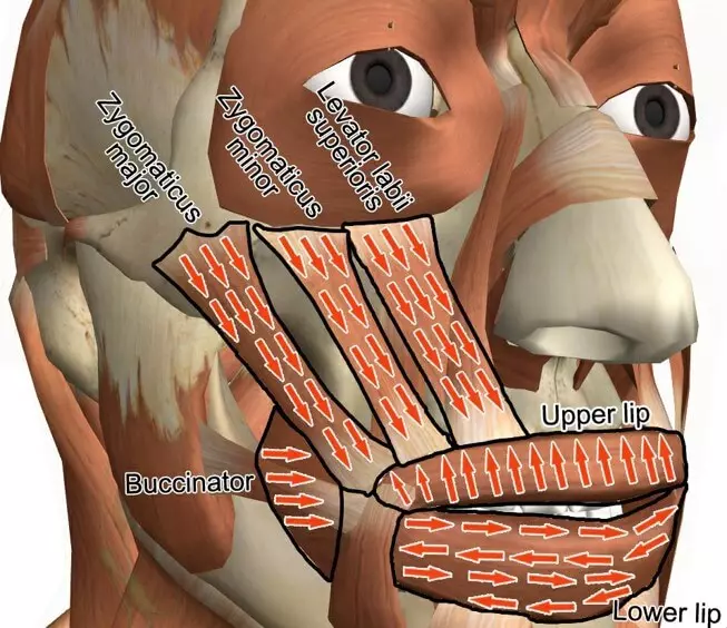 口周りの筋肉