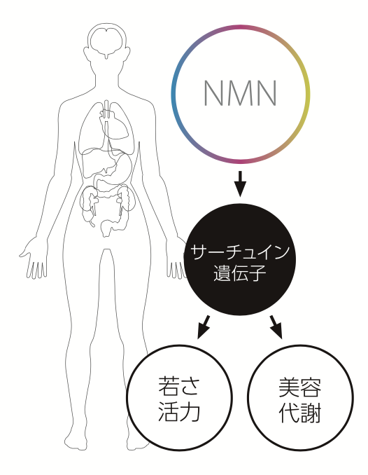 NMNはサーチュイン遺伝子を活性化