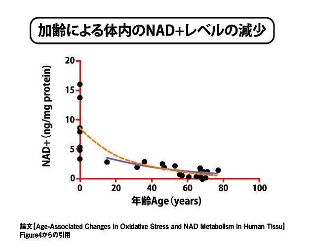 加齢によって体内のNAD+レベルは低下します。