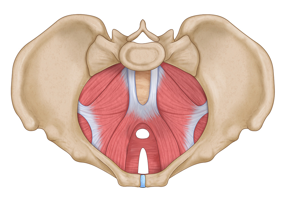 骨盤底筋群
