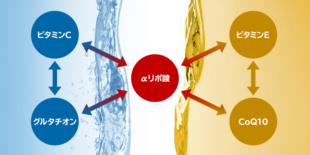 アルファリポ酸抗酸化物質ネットワーク