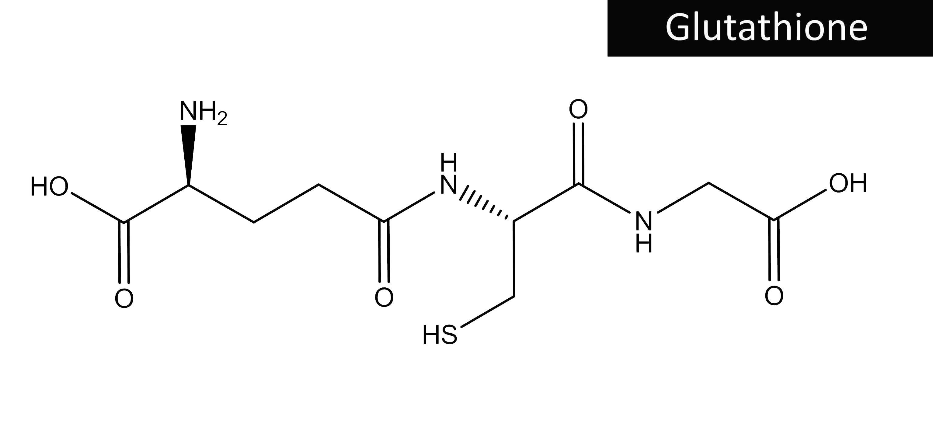 グルタチオン分子配列図