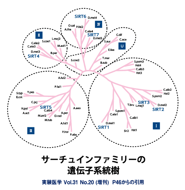 サーチュインファミリーの遺伝子系統樹