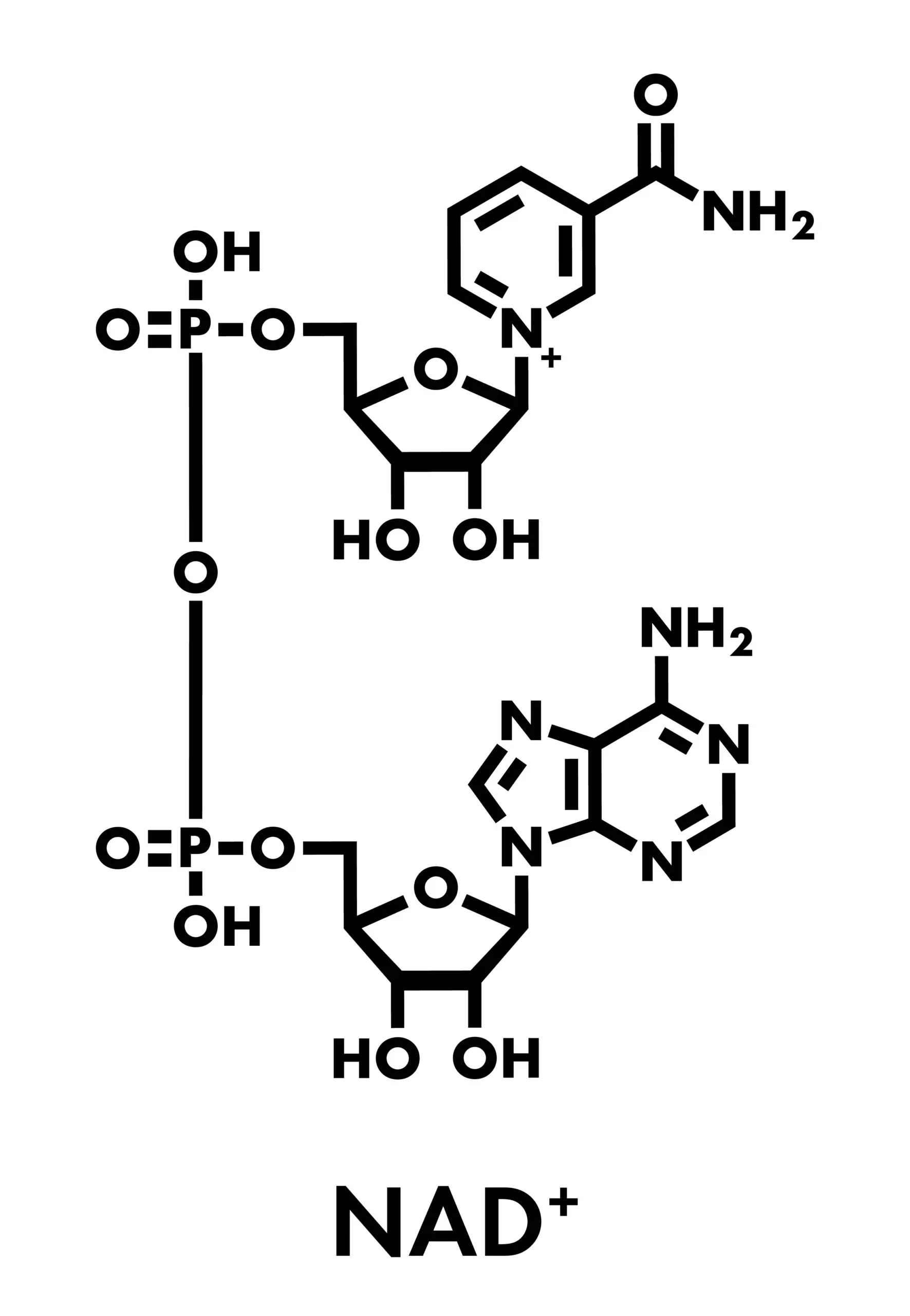 NAD+