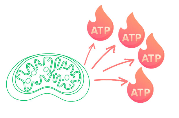 ミトコンドリアからATP産生