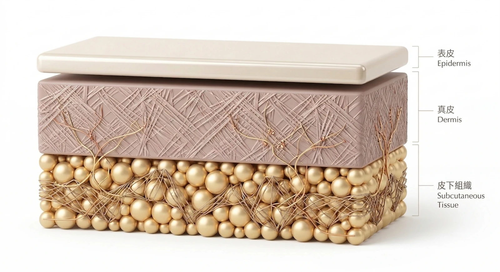 表皮・真皮・皮下組織の3層インフォグラフィック図