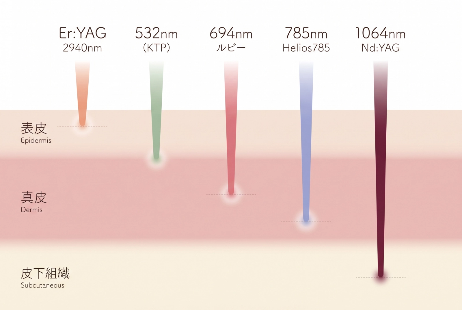 皮膚断面図と各レーザーの到達深度