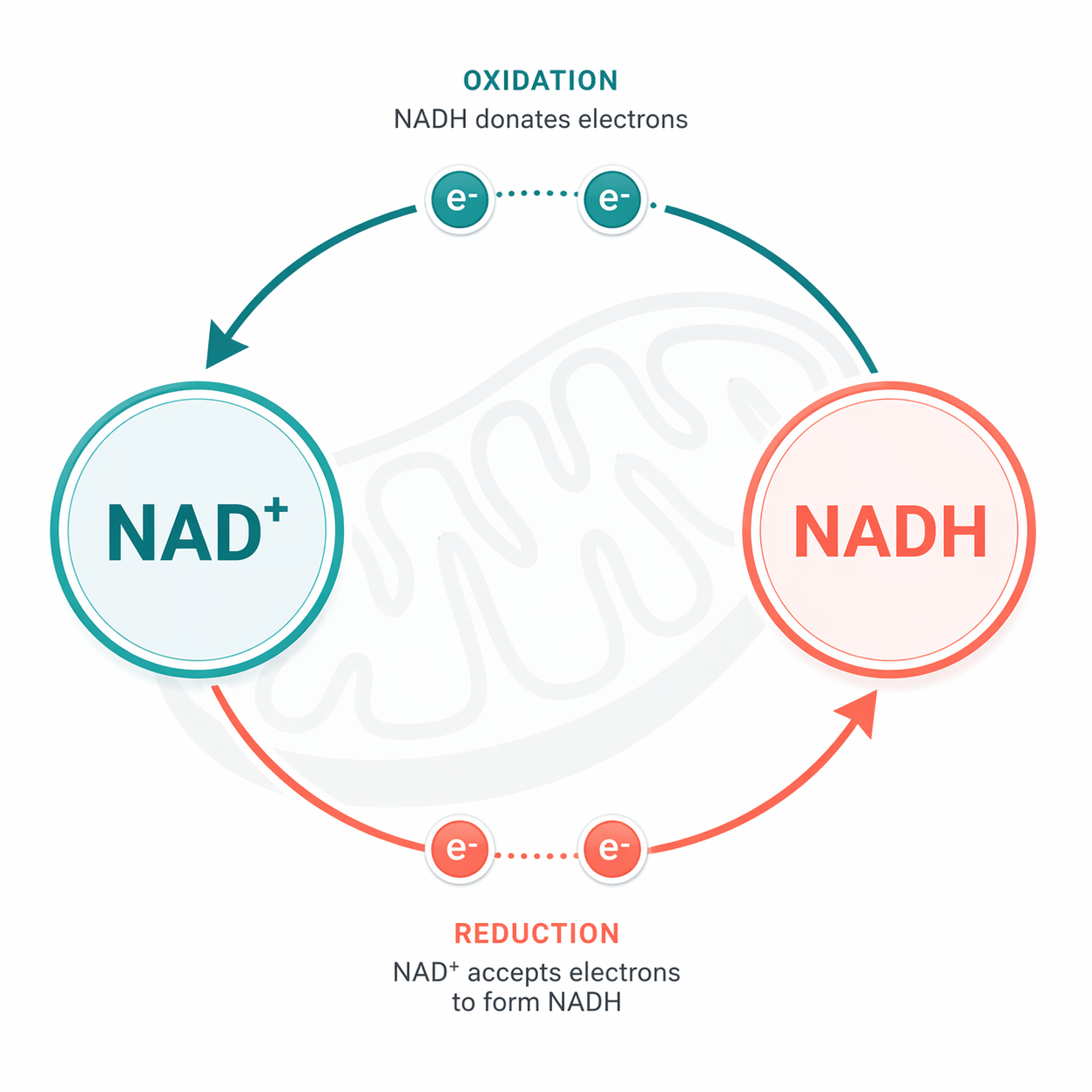 NAD+とNADHの違い｜サイクル図解イラスト