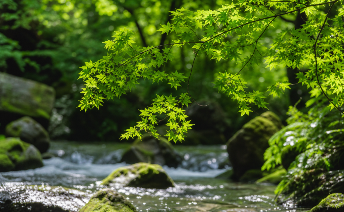 初夏の緑のイメージ画像